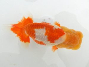 三重支部大会　立行司　小濱照明　松阪市