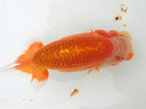 三重支部大会　東取締　倉田靖久　鈴鹿市