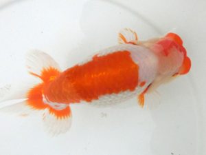 三重支部大会　東大関　寺尾弘行　尾鷲市