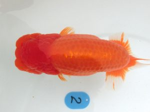 三重支部大会　西大関　船田伸一　津市