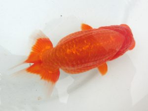 三重支部大会　立行司　藤波秀文　四日市市