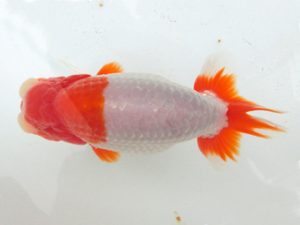 三重支部大会　東取締　山下秀保　南知多市