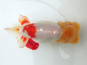 三重支部大会　東大関　谷地村政幸　東郷町