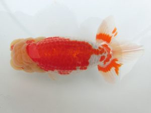 三重支部大会　西大関　船田伸一　津市