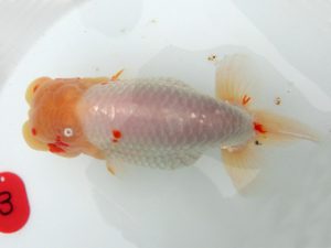 三重支部大会　立行司　大河内正行　津市