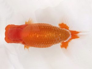 名古屋金魚愛好会　東大関　杉本俊幸　碧南