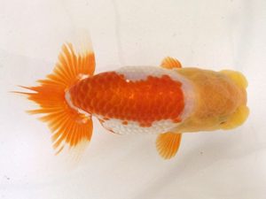 名古屋金魚愛好会　西大関　西澤広行　安城