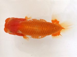 名古屋金魚愛好会　立行司　米岡泰治　名古屋