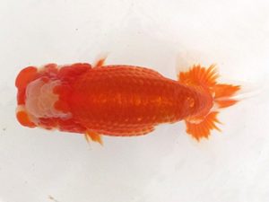 名古屋金魚愛好会　取締一　藤原忠義　安城