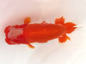 名古屋金魚愛好会　東大関　森下勝司　常滑