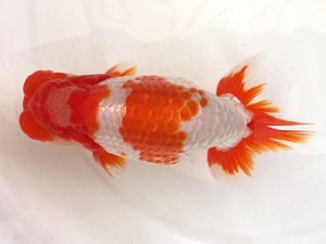 名古屋金魚愛好会　西大関　都築俊幸　安城