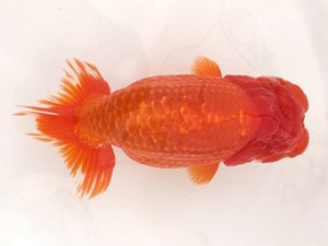 名古屋金魚愛好会　取締一　古川賢二　常滑