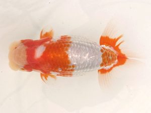 名古屋金魚愛好会　取締二　近藤正明　清須