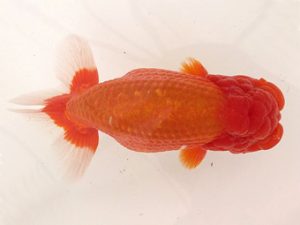 名古屋金魚愛好会　東大関　石田光雄　清州