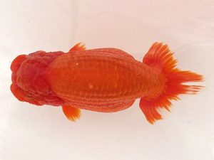 名古屋金魚愛好会　立行司　石田光雄　清州