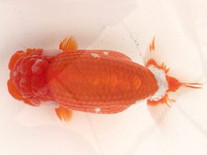 名古屋金魚愛好会　取締一　都築正典　常滑