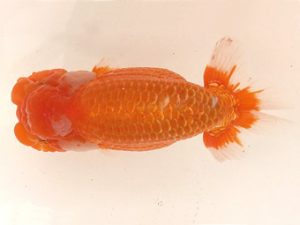 名古屋金魚愛好会　取締二　可兒伊和男　高浜