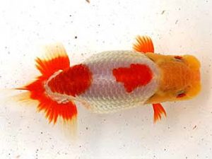 大分県東鱗会　東大関　力丸洋一　鳥栖みやき