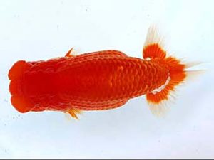 大分県東鱗会　西大関　太田黒正雄　熊蘭会