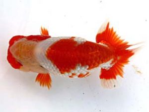 大分県東鱗会　立行司　松尾克也　鳥栖みやき