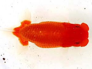 大分県東鱗会　東取締　藤崎和則　福岡