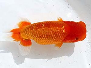 大分県東鱗会　山田英幸　弥生会