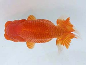 大分県東鱗会　東大関　出口義幸　鳥栖みやき