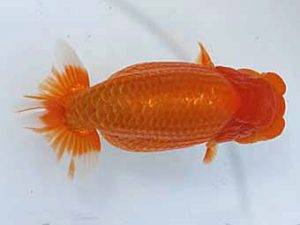 大分県東鱗会　西大関　八坂幸二　大分県らんちう会