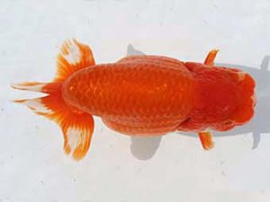 大分県東鱗会　立行司　力丸洋一　鳥栖みやき