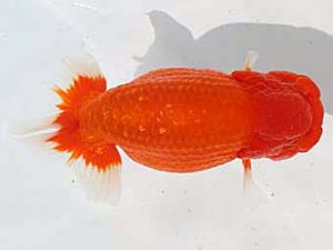 大分県東鱗会　東取締　赤嶺仲治　東鱗会