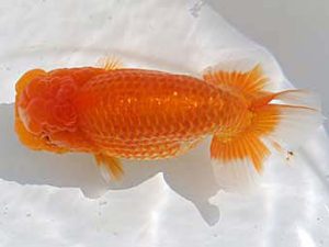 大分県東鱗会　西取締　三苫健太郎　フリー