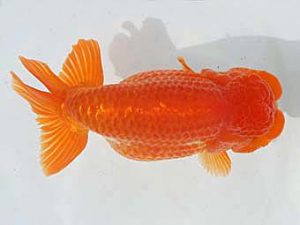 大分県東鱗会　東大関　橋岡伸行　大分県らんちう会