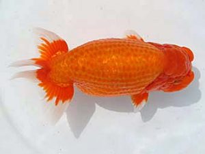 大分県東鱗会　西大関　八坂幸二　大分県らんちう会