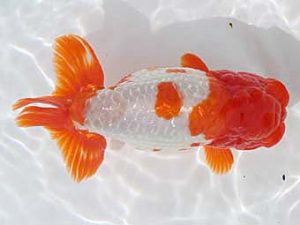 大分県東鱗会　立行司　赤嶺仲治　東鱗会