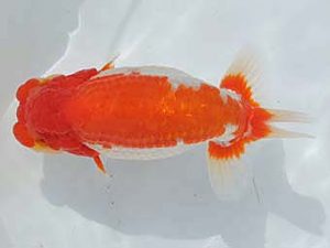 大分県東鱗会　東取締　秋吉一孝　東鱗会