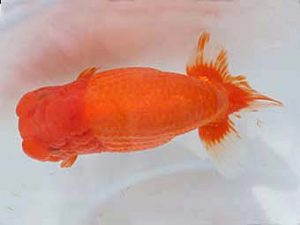 大分県東鱗会　西取締　永原　久　熊蘭会