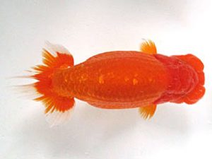 愛媛らん友会　東大関　津島洋介（西条）