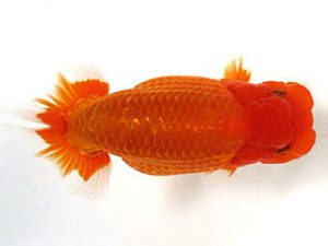 愛媛らん友会　西大関　村上昌弘（今治）