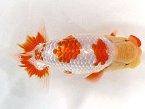 愛媛らん友会　立行司　小笠原義照（浅口）