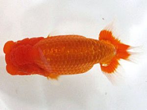 愛媛らん友会　取締二　安田裕喜（松山）