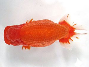 愛媛らん友会　東大関　田淵貴利（香川）