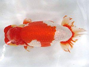 愛媛らん友会　西大関　竹内誠司（松山）