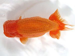 愛媛らん友会　取締一　仙波睦美（松山）