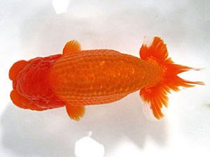 愛媛らん友会　取締二　梅岡伸一郎（松山）