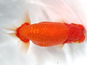 愛媛らん友会　東大関　竹内誠司（松山）