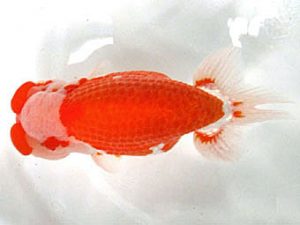 愛媛らん友会　西大関　仙波睦美（松山）