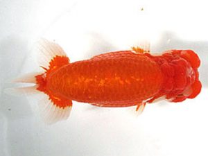 愛媛らん友会　立行司　藤野　武（香川）