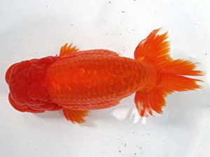 愛媛らん友会　取締一　吉成志朗（徳島）