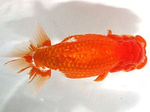 愛媛らん友会　取締二　藤野　武（香川）