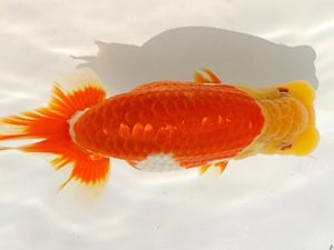 両毛愛魚会 東大関 荻谷達夫 両毛愛魚会 東大関 荻谷達夫